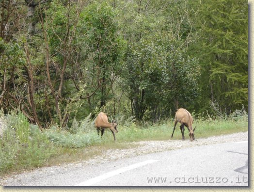 Clicca per scorrere le foto originali ingrandite